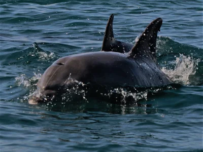 مطالعه جمعیت و وضعیت حفاظتی دلفین های بینی بطری