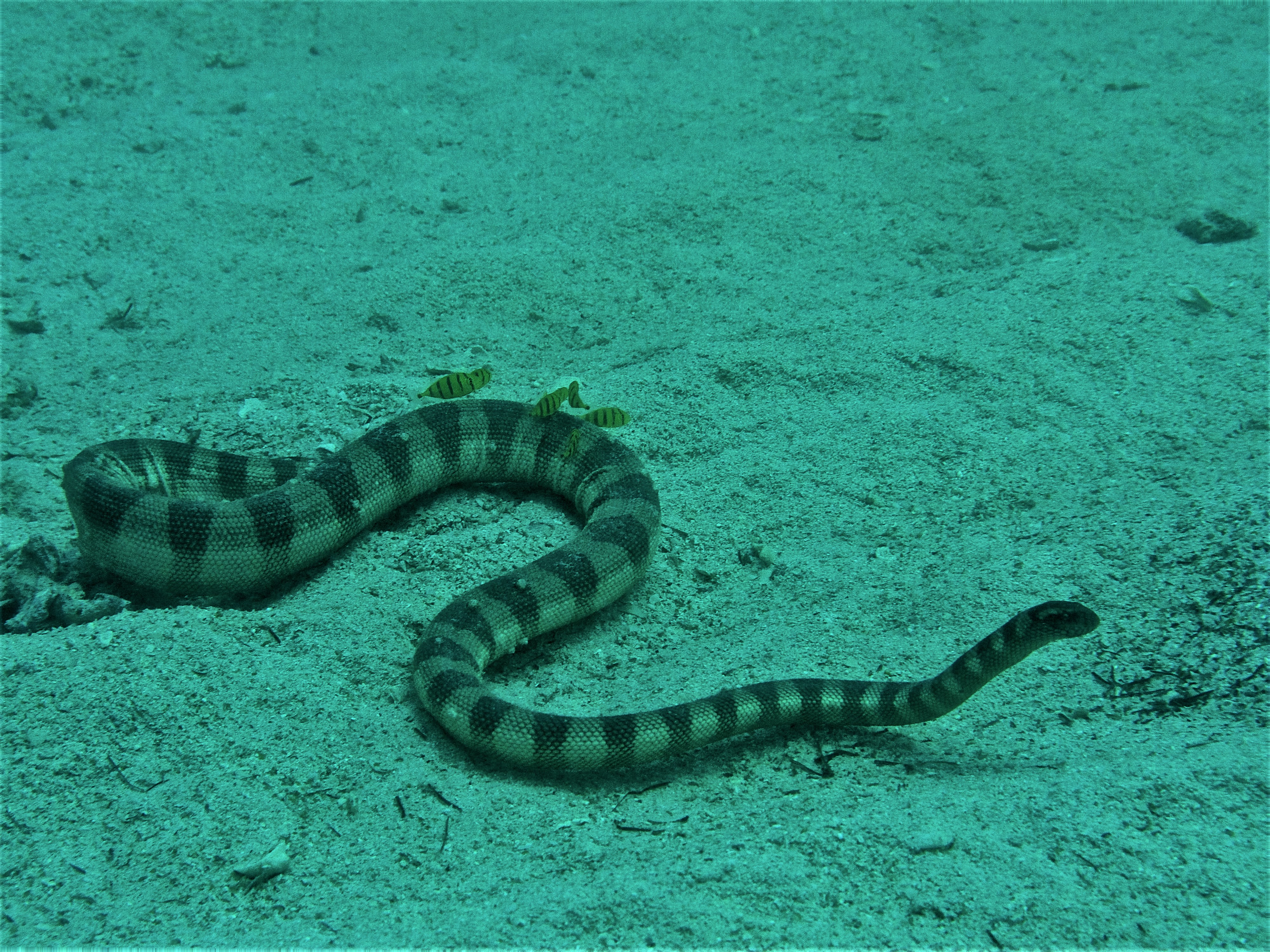 مارهای دریایی