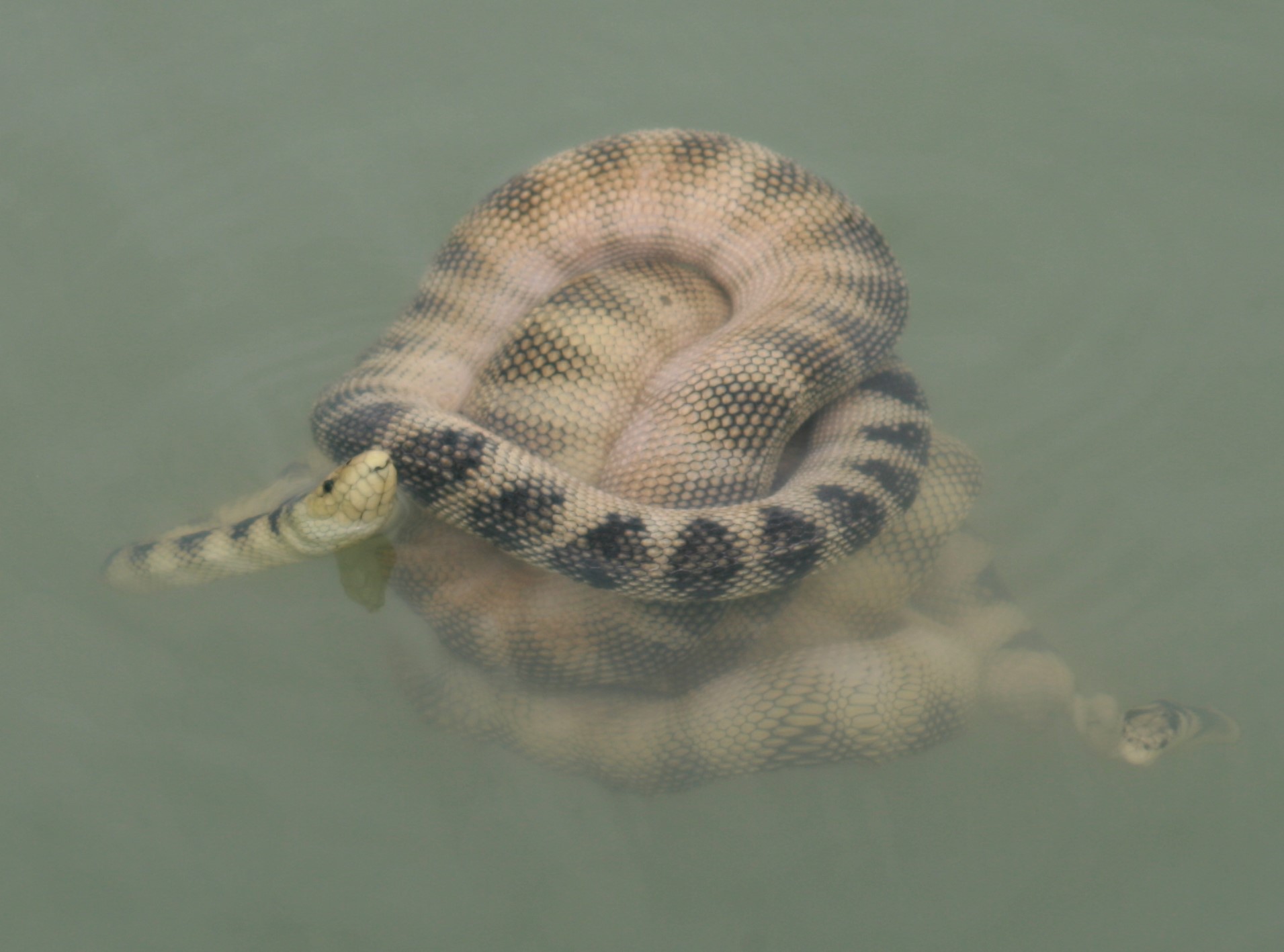 تدریس درس "خزندگان دریایی" به راهنمایان طبیعت گردی