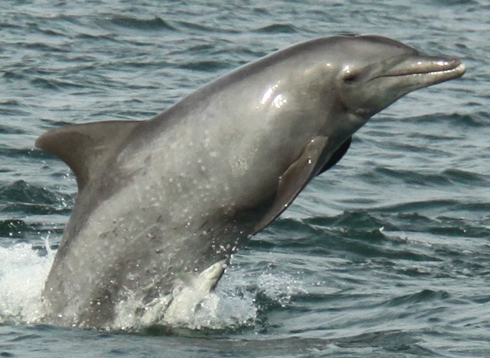 آب بازان کوچک