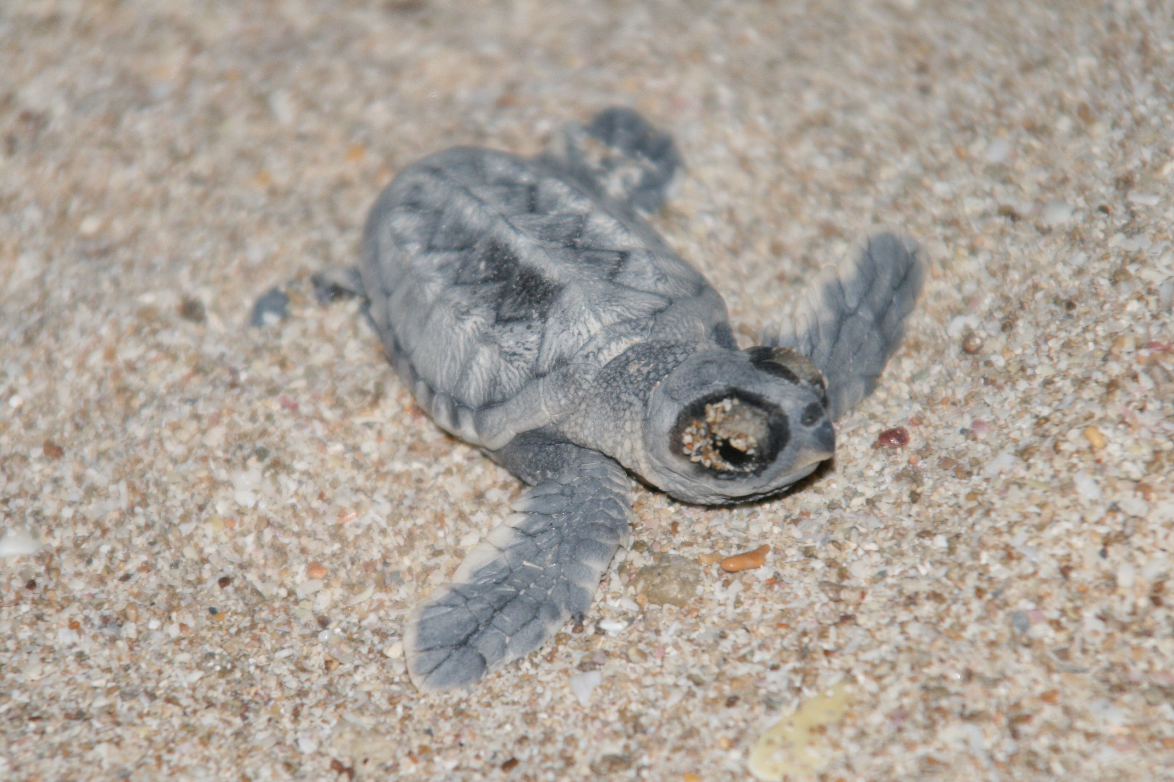 بررسی وضعیت لاک پشت های منقار عقابی تخم گذار جزیره هنگام