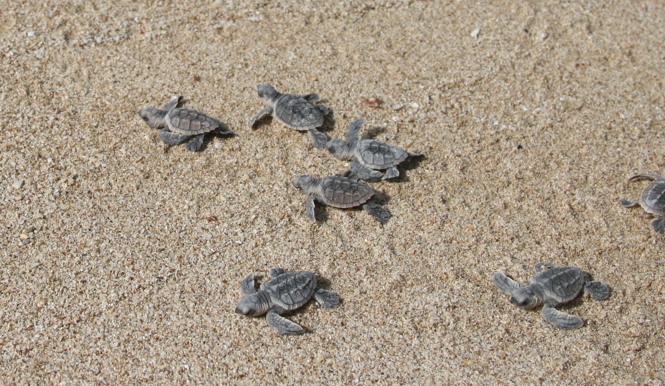 احیاء سواحل تخم گذاری لاک پشت های دریایی در استان بوشهر