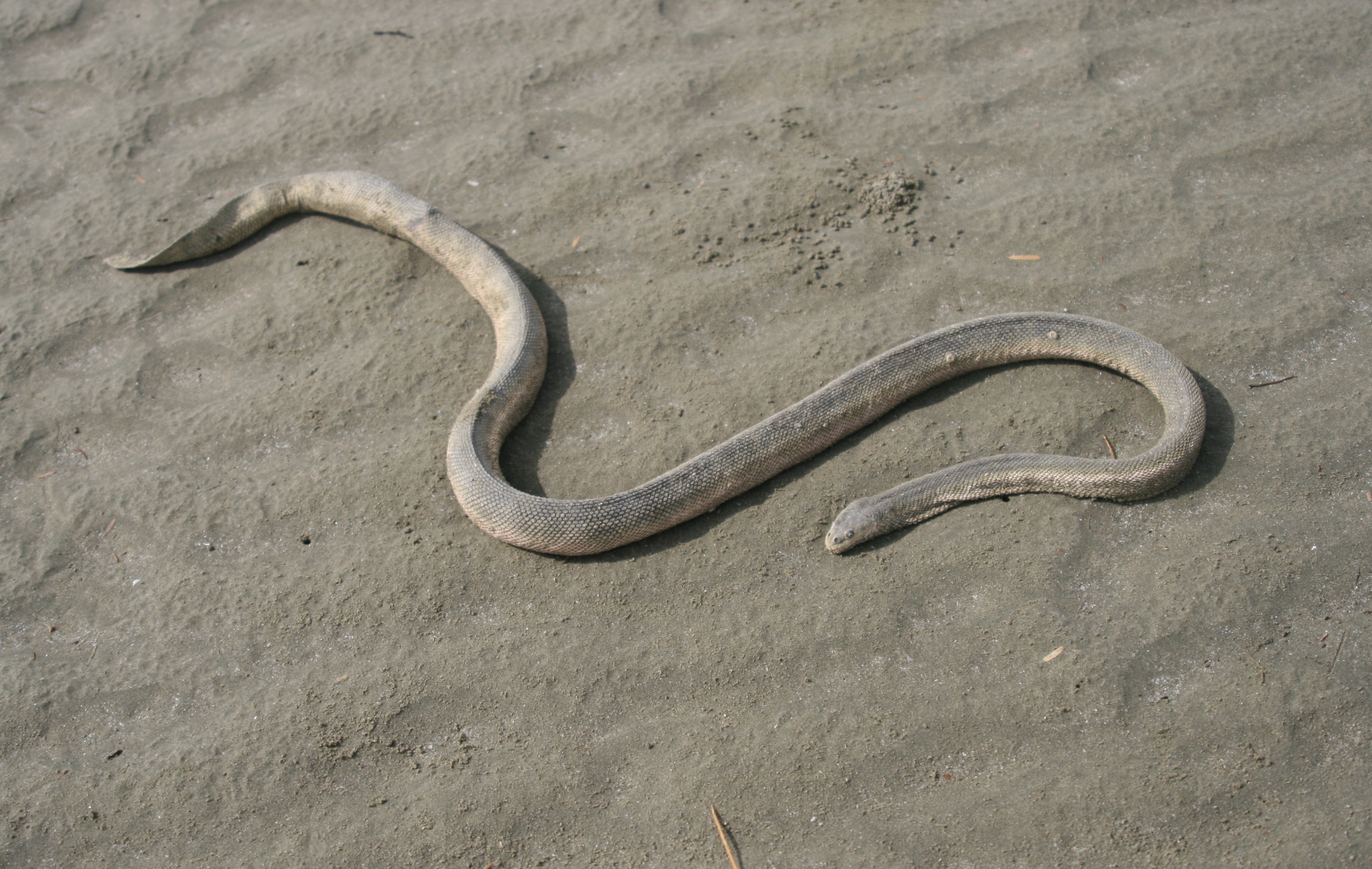برگزاری کارگاه آموزشی حفاظت از مارهای دریایی برای صیادان محلی