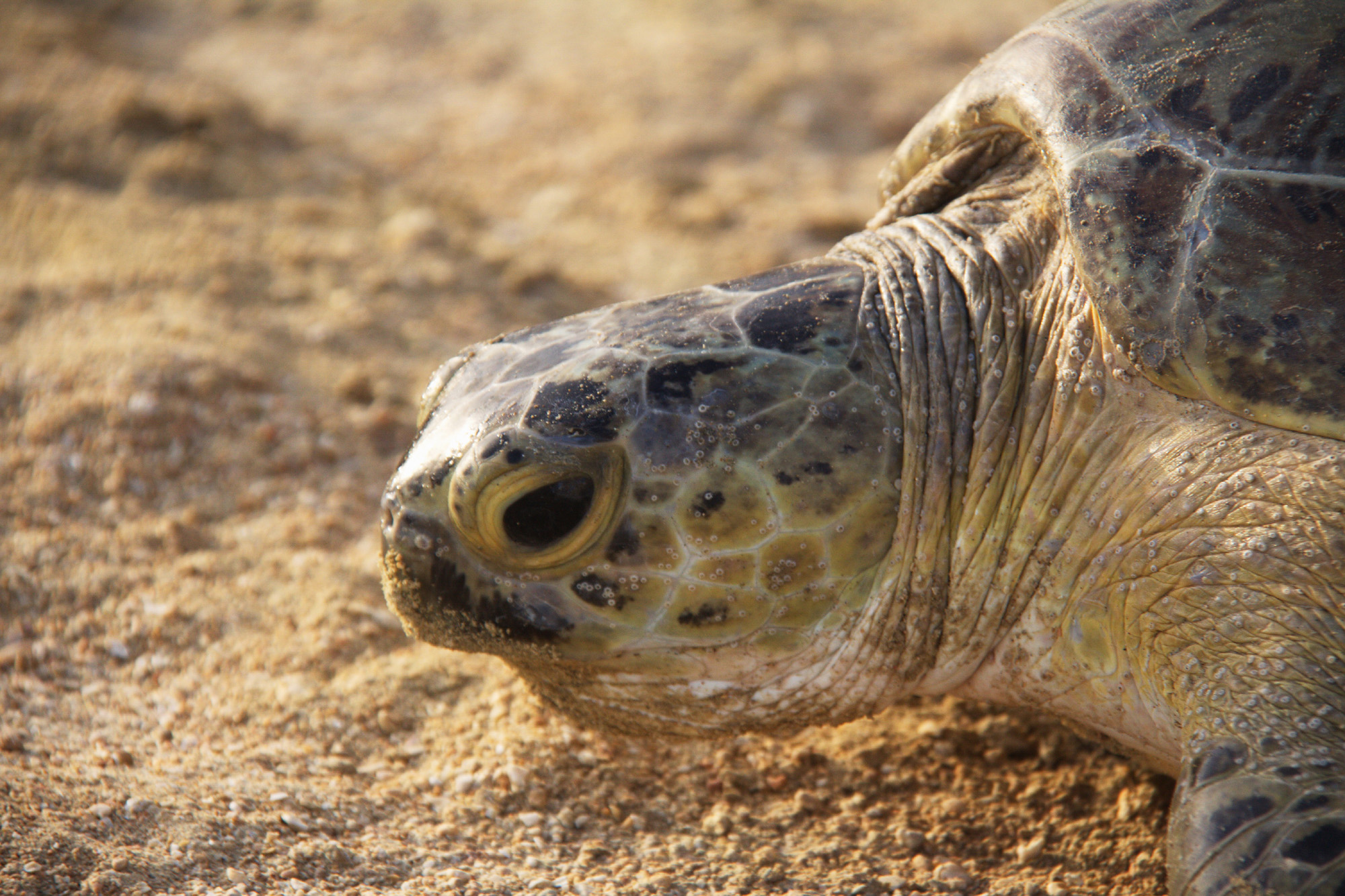 تغییرات اقلیمی و لاک پشت های سبز در خلیج فارس