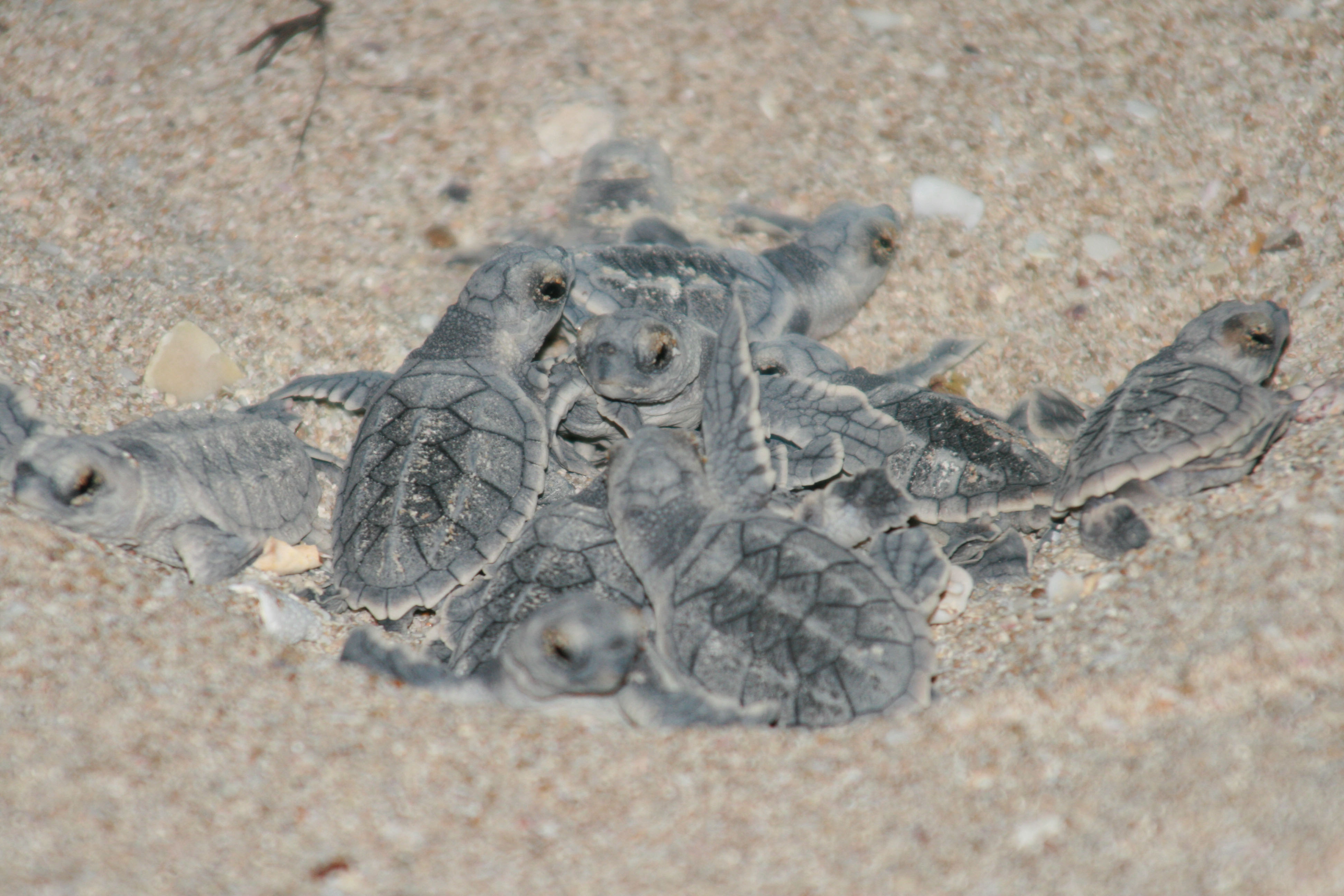 توسعه راه کارهای علمی