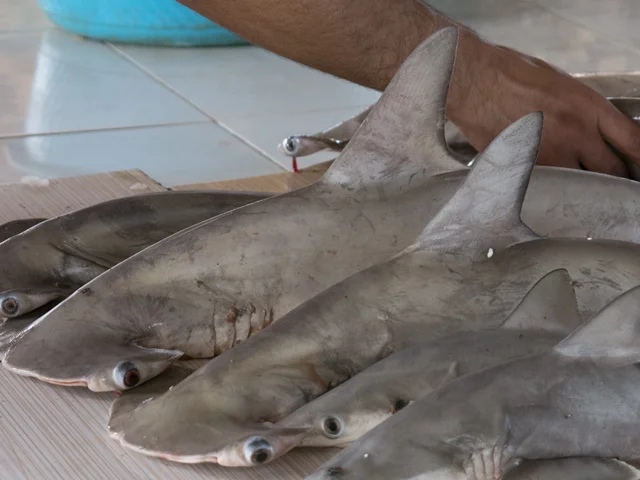 صید کوسه ماهیان در سواحل ایرانی خلیج فارس: اتفاقی نادر یا اقدامی همیشگی!؟