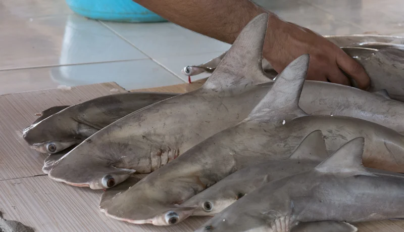 صید کوسه ماهیان در سواحل ایرانی خلیج فارس: اتفاقی نادر یا اقدامی همیشگی!؟